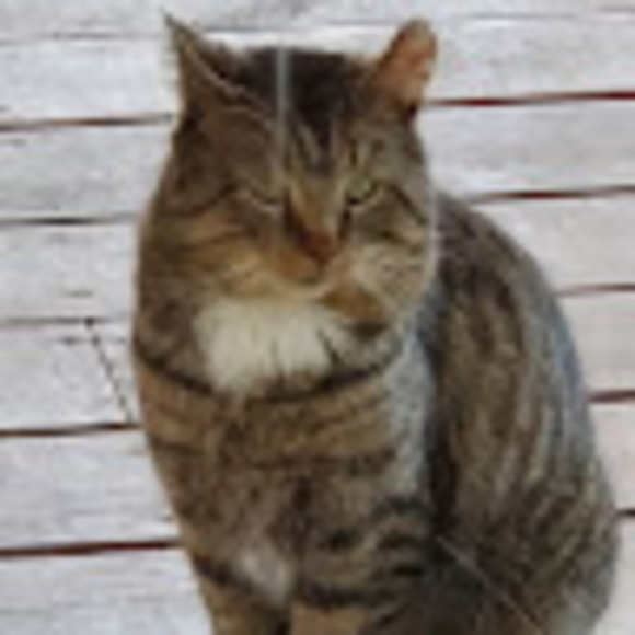 Meet your Posher, Sharma - Picture 1 of 1